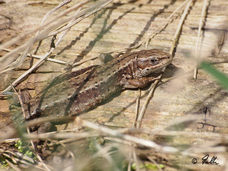 Lacerta vivipara, female   © Falk 2017