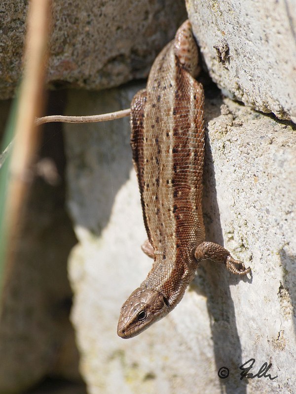 Lacerta vivipara, female   © Falk 2017