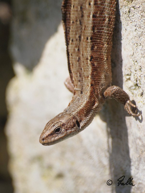 Lacerta vivipara, female   © Falk 2017