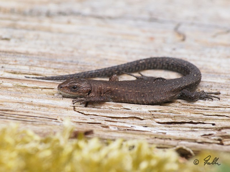 Lacerta vivipara, juv.   © Falk 2016