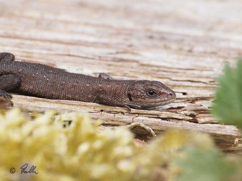 Lacerta vivipara, juv.   © Falk 2016