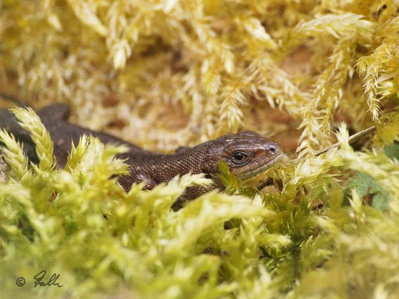 Lacerta vivipara, juv.   © Falk 2016