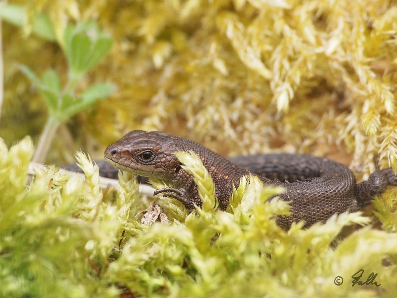 Lacerta vivipara, juv.   © Falk 2016