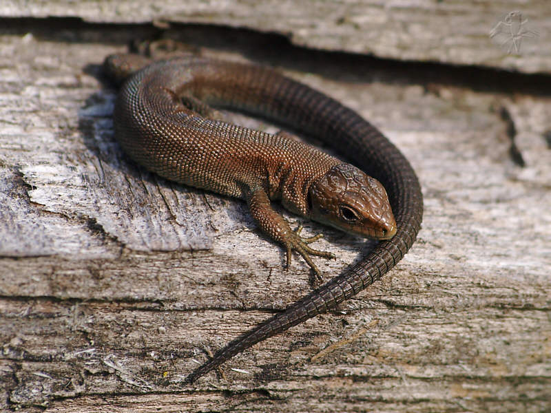 Lacerta vivipara, male; {9}   © Falk 2010