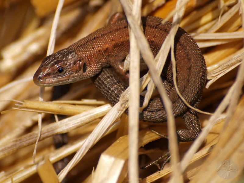 Lacerta vivipara, male; {9}   © Falk 2010