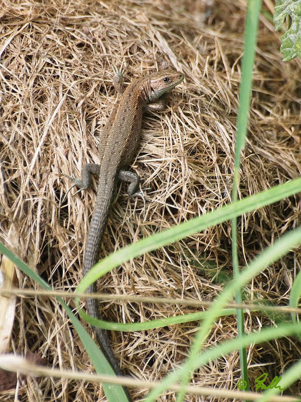 Lacerta vivipara, male   © Falk 2017