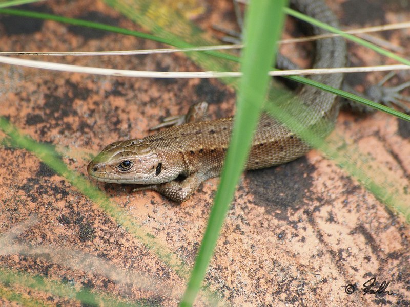 Lacerta vivipara, male   © Falk 2017