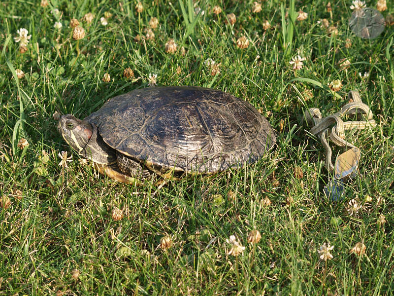 Trachemys scripta, female   © Falk 2010