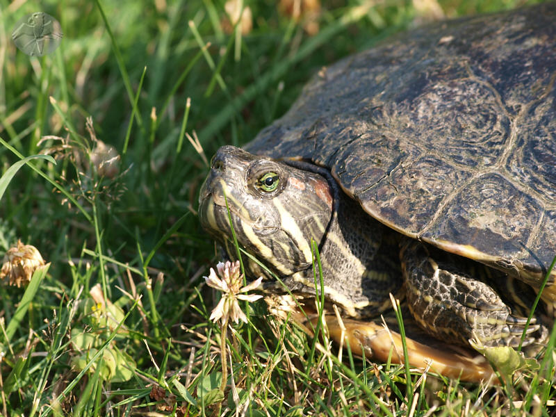 Trachemys scripta, female   © Falk 2010