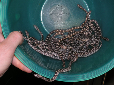 Pantherophis guttatus (NZ 2009)   © Falk 2009