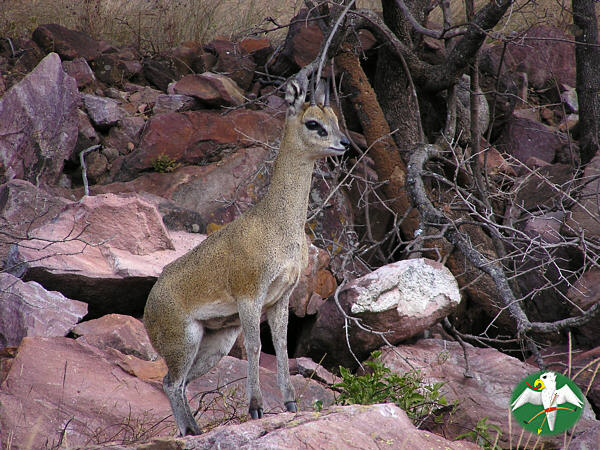 Oreotragus oreotragus   © Falk 2004