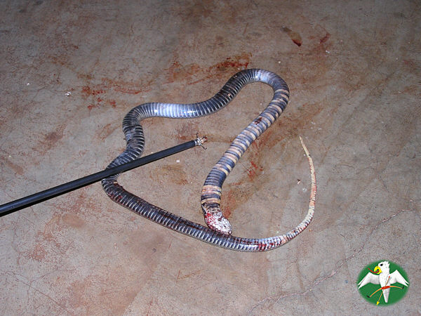 This Naja mossambica (spitting cobra) was shot with .22 shot under the coal drawer (? word) of the barB-Q outside the house, where it decided to take a hiding! The dogs were alarming us as we were quite busy with our 'sundowner' round about 5m away! A snake of this kind and size is able to spit its poison with some accuracy at about 3m.   © Falk 2005