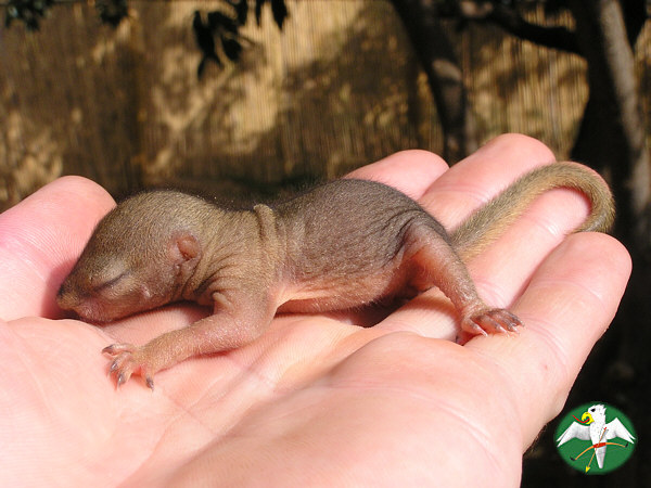 Paraxerus cepapi, juv.   © Falk 2005