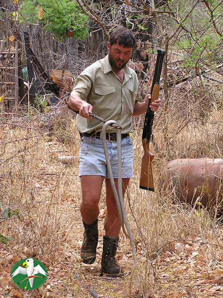 PH Marc with male Dendroaspis polylepis which he shot out of a tree about 40m from our house. The Francolins and especially the Mousebirds were mocking since 15min. when he decided to better have a look who is disturbing them ...    © Falk 2005