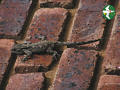 thumb © Falk 2005