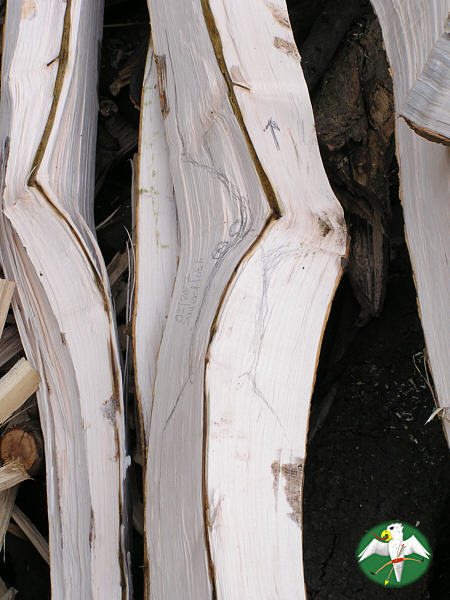 Sketch of handle-section in a Maple stave. This will be a true character bow.    © Falk 2007