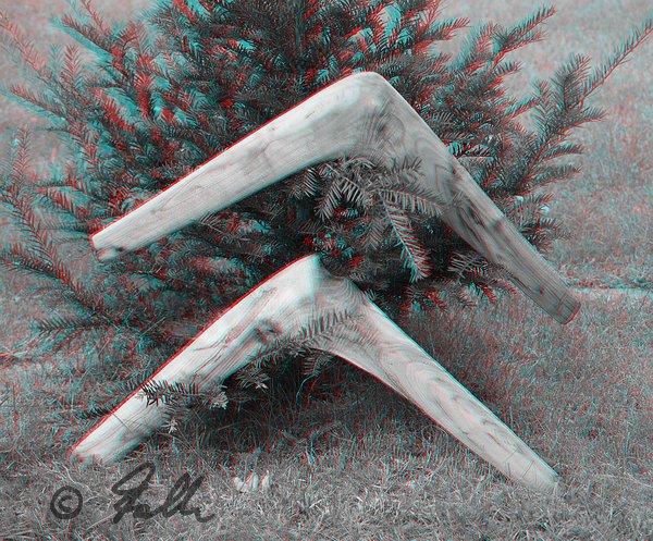 red-cyan Anaglyph of abo style natural knee returning Boomerang Pair, made from Black Locust; posing infront of a small Yew Tree      © Falk 2014