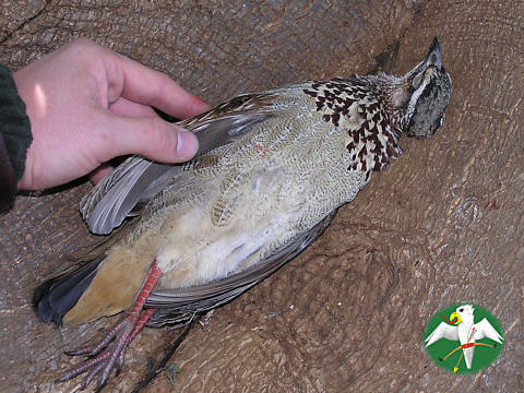 junger Crested Francolin Hahn "vorher"  © Falk 2004