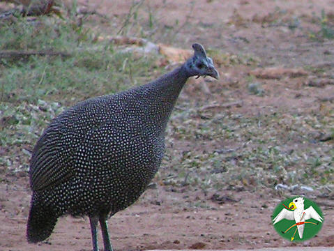 Helmeted Guineafowl  © Falk 2004