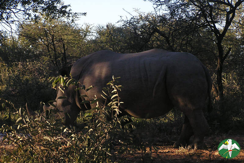 ... ein Breitmaulnashorn auf 8m Entfernung ist ein unvergessliches Erlebnis!   © Falk 2004