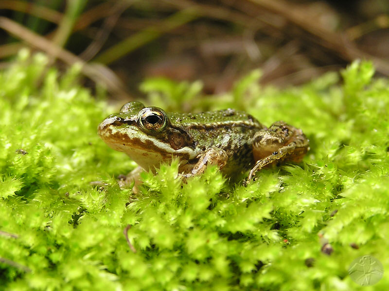 Rana lessonae (juv.) © Falk 2009