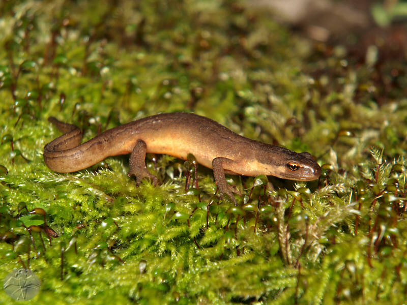 Triturus vulgaris (f) © Falk 2009