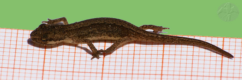 juvenil Triturus vulgaris © Falk 2010