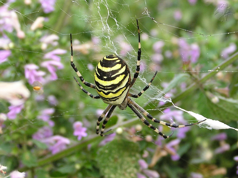 Argiope bruennichi © Falk 2009