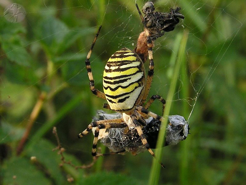 Argiope bruennichi © Falk 2009