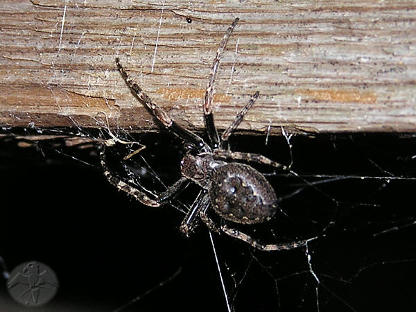 Nuctenea umbratica © Falk 2009