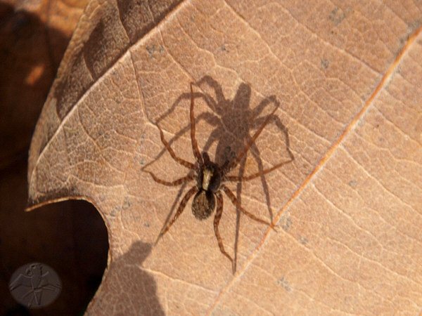 A small Lycosidae of the genus Pardosa with one mighty shadow on fallen oak leaves; {11} © Falk 2009