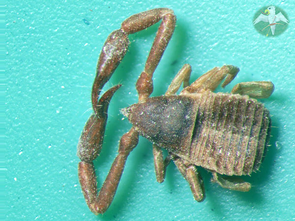 Chelifer cancroides &nbsp; &copy; Falk 2009