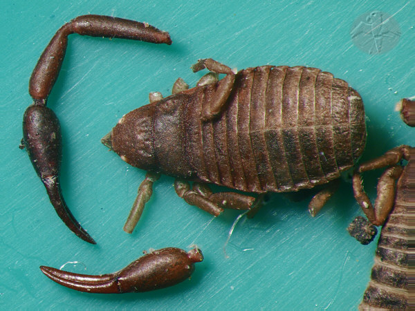 Chelifer cancroides &nbsp; &copy; Falk 2009