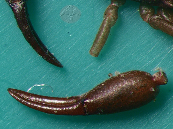 Chelifer cancroides &nbsp; &copy; Falk 2009