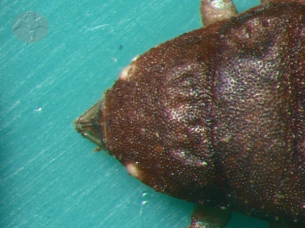 Chelifer cancroides &nbsp; &copy; Falk 2009