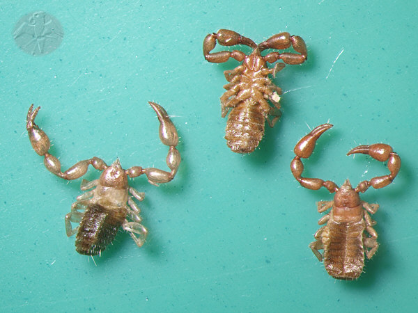 Lamprochernes nodosus &nbsp; &copy; Falk 2009