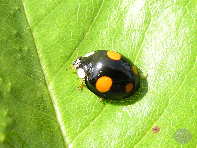 Zweipunkt Marienkäfer, schwarze Morphe © Falk 2008