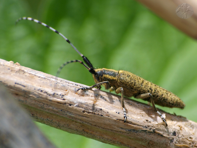 Agapanthia villosoviridescens © Falk 2010