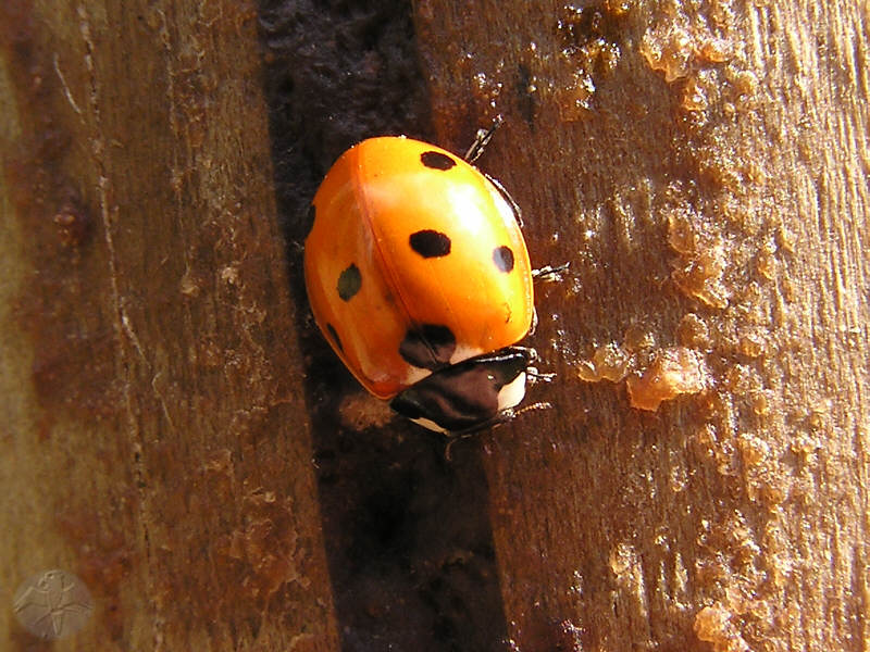 Coccinella septempunctata © Falk 2009