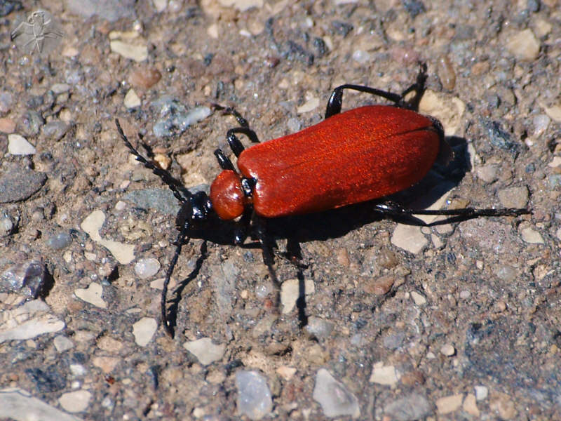 Pyrochroa coccinea © Falk 2010