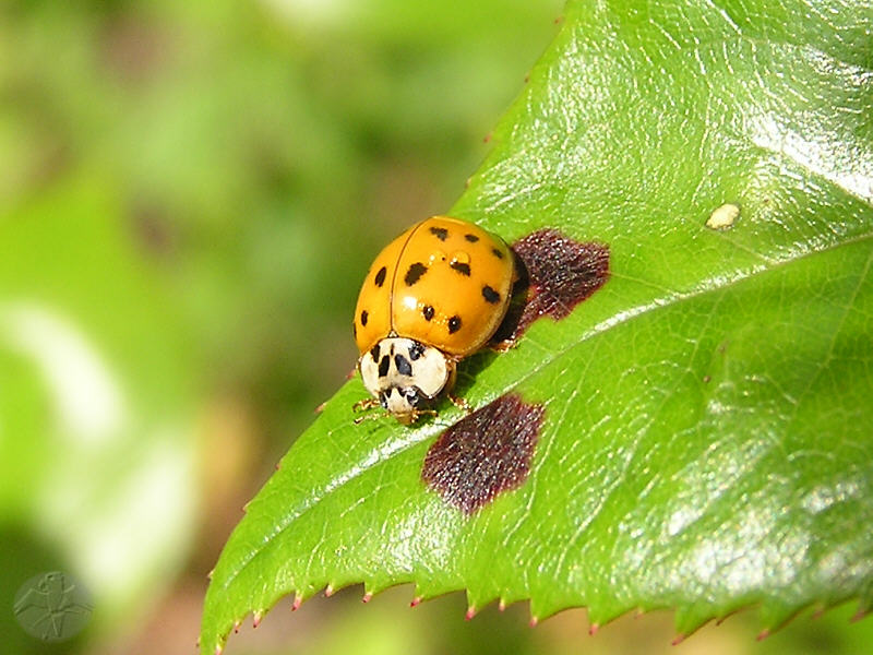 unbestimmter Marienkäfer (Coccinellidae) © Falk 2008