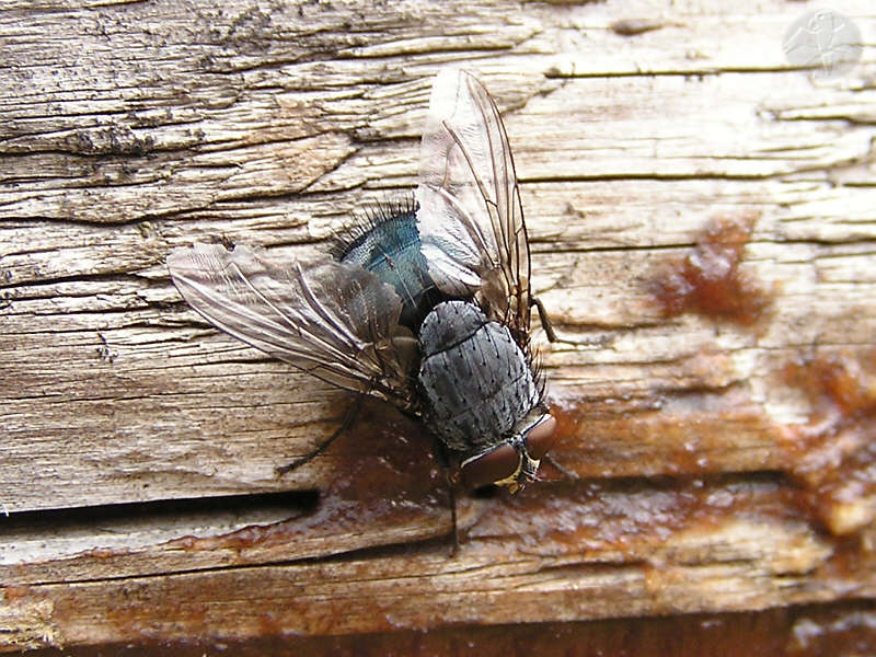 Calliphora vomitoria © Falk 2009
