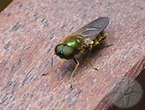 unbestimmte Fliege mit extrem entwickelten Augen © Falk 2009