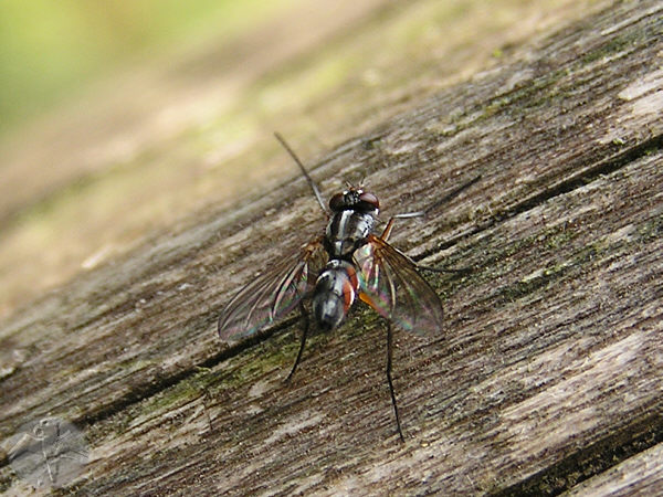 unbestimmte Fliege © Falk 2009