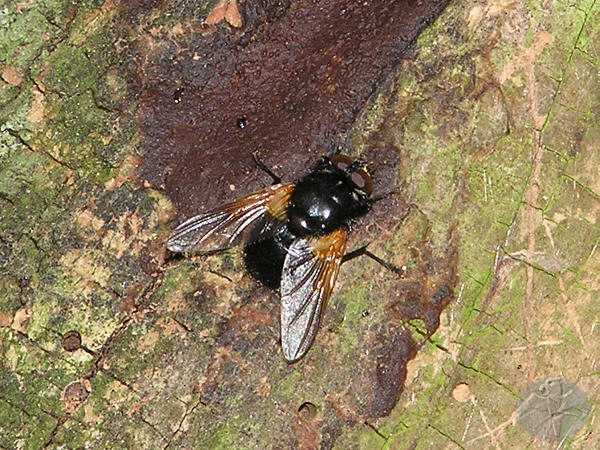 Mesembrina meridiana © Falk 2009