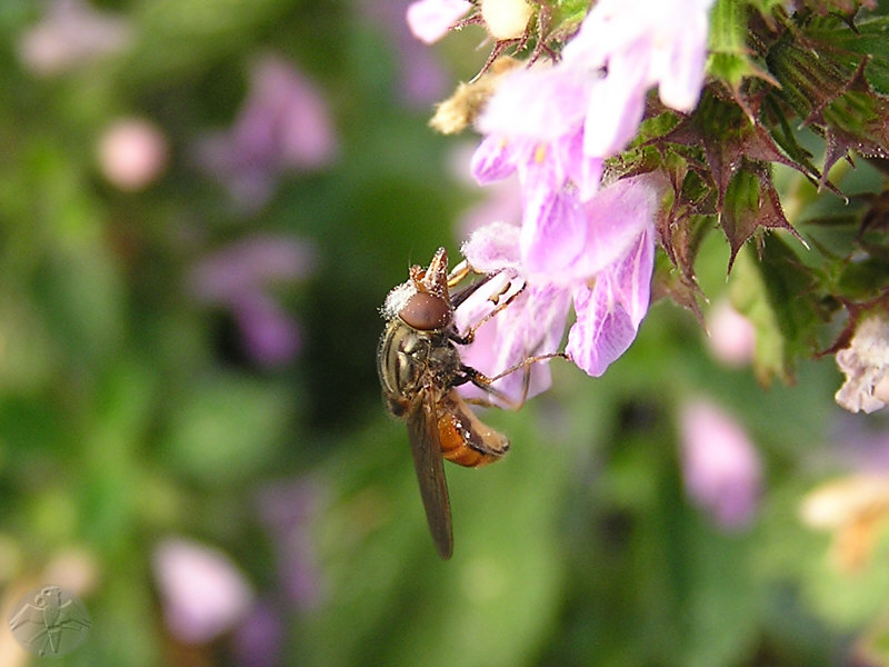 Rhingia rostrata © Falk 2009
