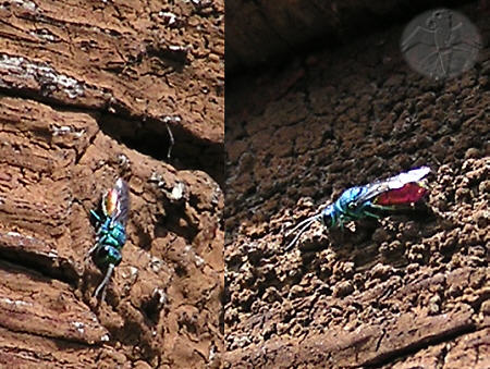 Chrysis sp., Goldwespe © Falk 2009