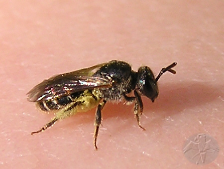 Panurgus banksianus, winzige Solitärbiene © Falk 2009