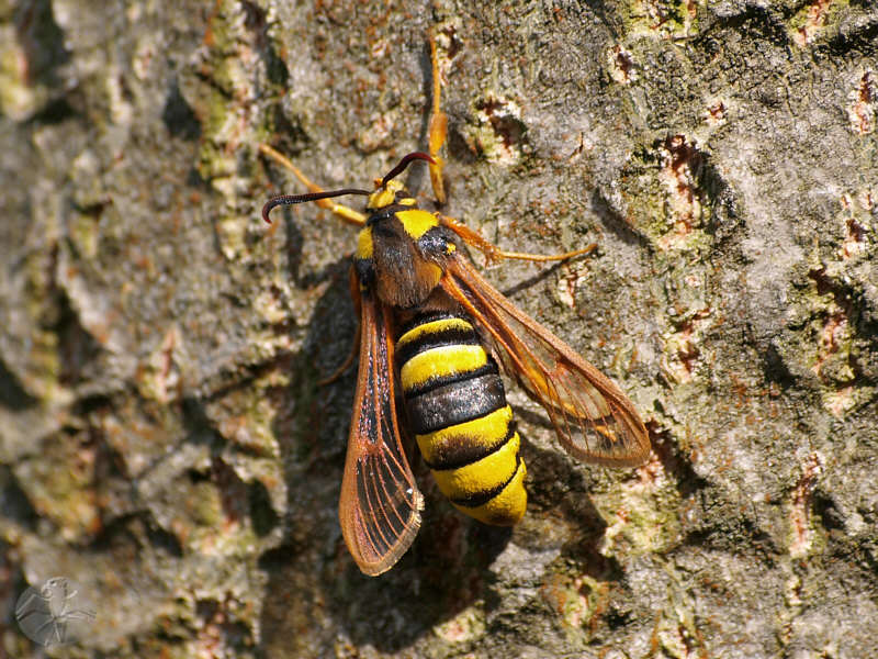 Aegeria apiformis © Falk 2010