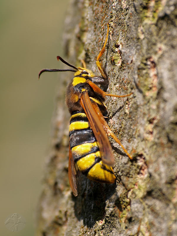 Aegeria apiformis © Falk 2010
